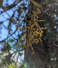 Arceuthobium americanum