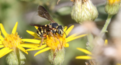Dianthidium