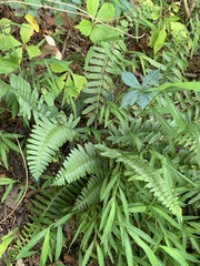 Polystichum acrostichoides