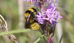 Bombus fervidus