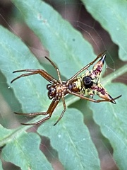 Micrathena sagittata