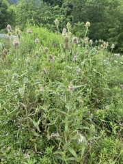 Dipsacus fullonum