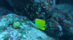 Forcipiger flavissimus