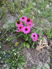 Echinacea purpurea