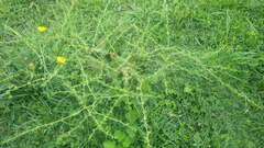 Rumex pulcher pulcher