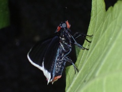 Elbella scylla