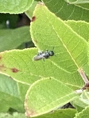 Ceratina calcarata