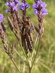 Entomophaga