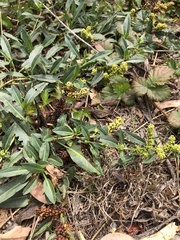 Rumex crassus
