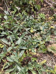 Rumex crassus