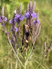Entomophaga