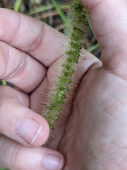 Setaria parviflora
