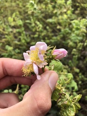 Rosa californica