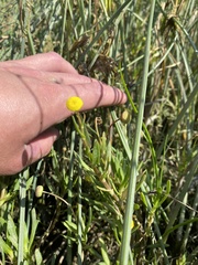 Cotula coronopifolia