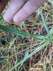 Setaria parviflora