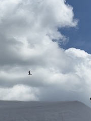 Buteo jamaicensis