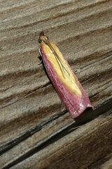 Oncocera semirubella