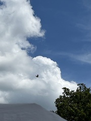 Buteo jamaicensis