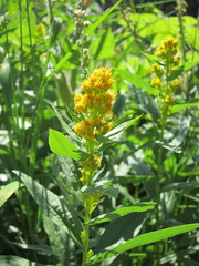 Solidago lepida