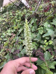Platanthera elegans