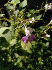 Impatiens balfourii
