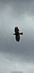Buteo jamaicensis