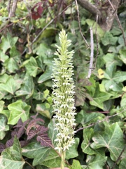Platanthera elegans