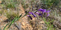 Gladiolus carinatus