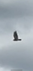 Buteo jamaicensis