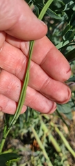 Gladiolus carinatus