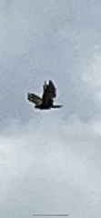 Buteo jamaicensis