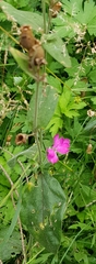 Silene dioica