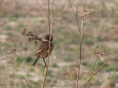Saxicola rubicola