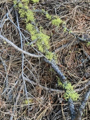 Letharia vulpina