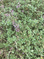 Thymus pulegioides
