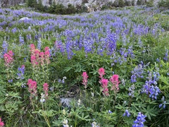 Castilleja parviflora oreopola