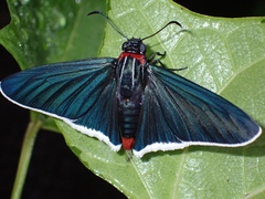 Elbella scylla