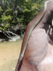Thamnophis proximus rubrilineatus