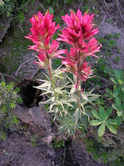 Castilleja parviflora oreopola
