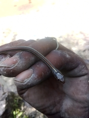 Thamnophis proximus rubrilineatus