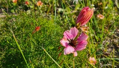 Monsonia speciosa