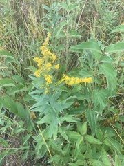 Solidago gigantea