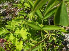 Sambucus canadensis