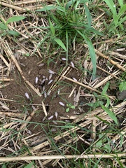 Lasius