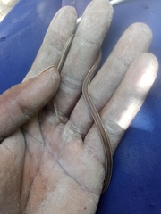 Thamnophis proximus rubrilineatus