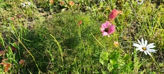 Monsonia speciosa