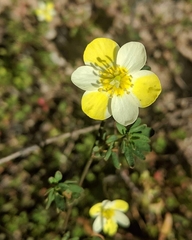 Hesperomecon linearis