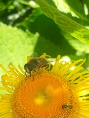 Eristalis tenax