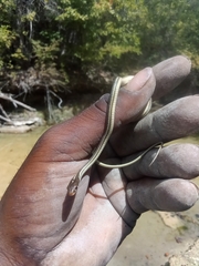 Thamnophis proximus rubrilineatus