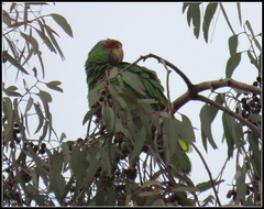 Amazona viridigenalis